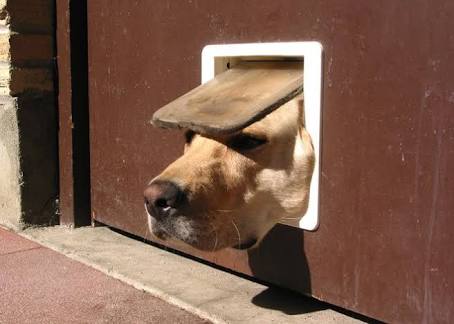 私の愛犬のカワイイところ!