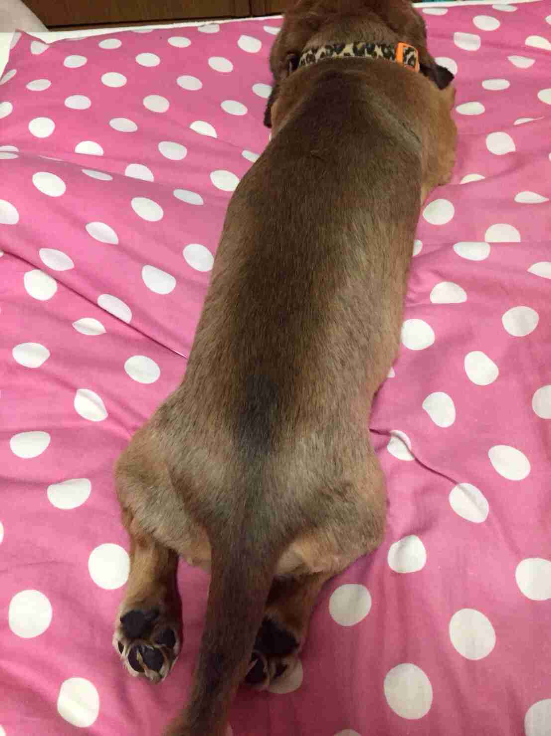 私の愛犬のカワイイところ!