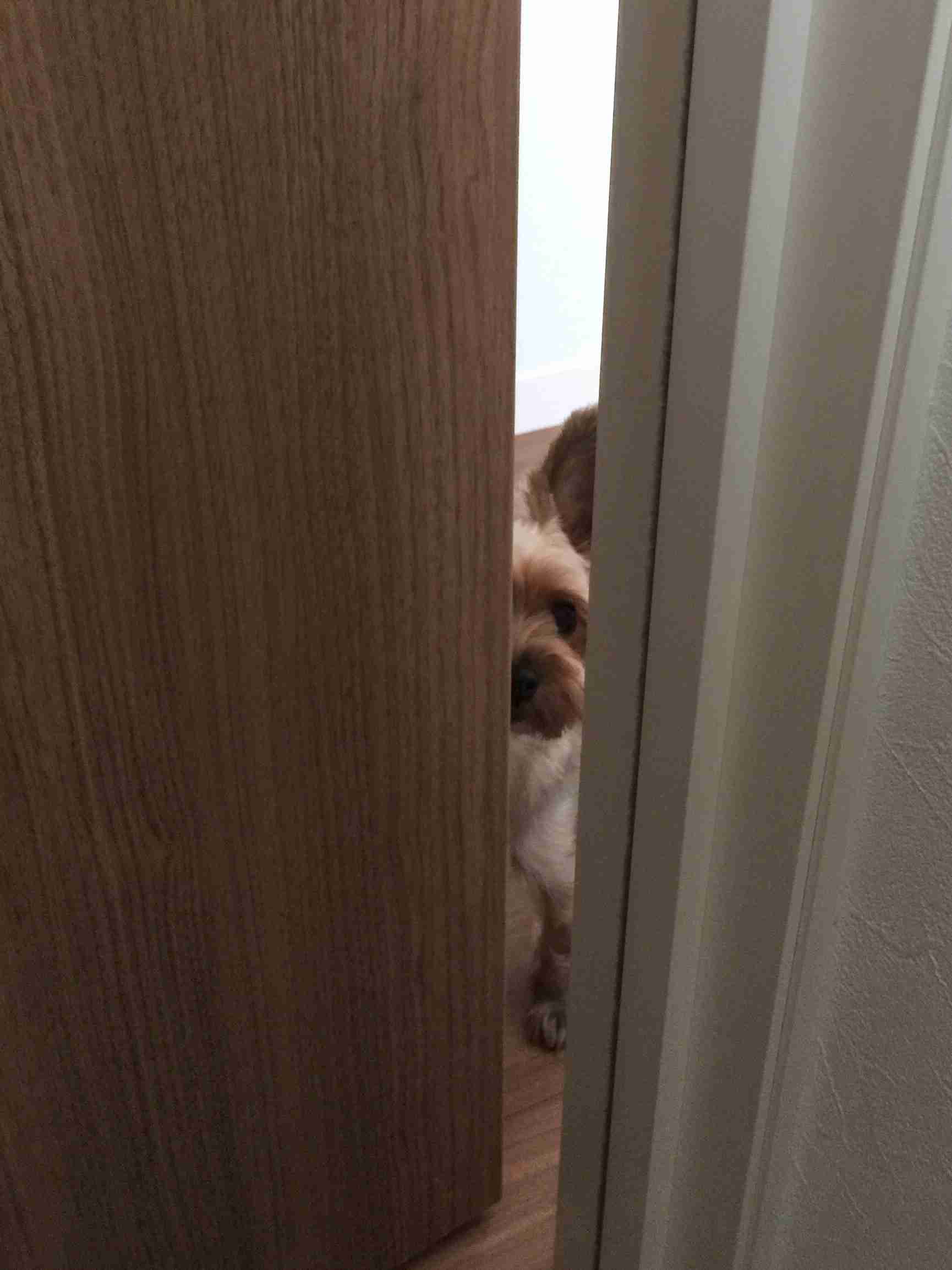私の愛犬のカワイイところ!
