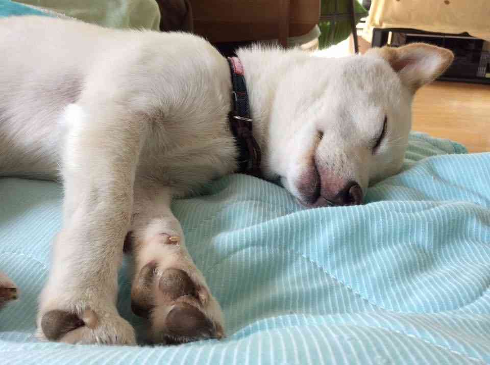 私の愛犬のカワイイところ!