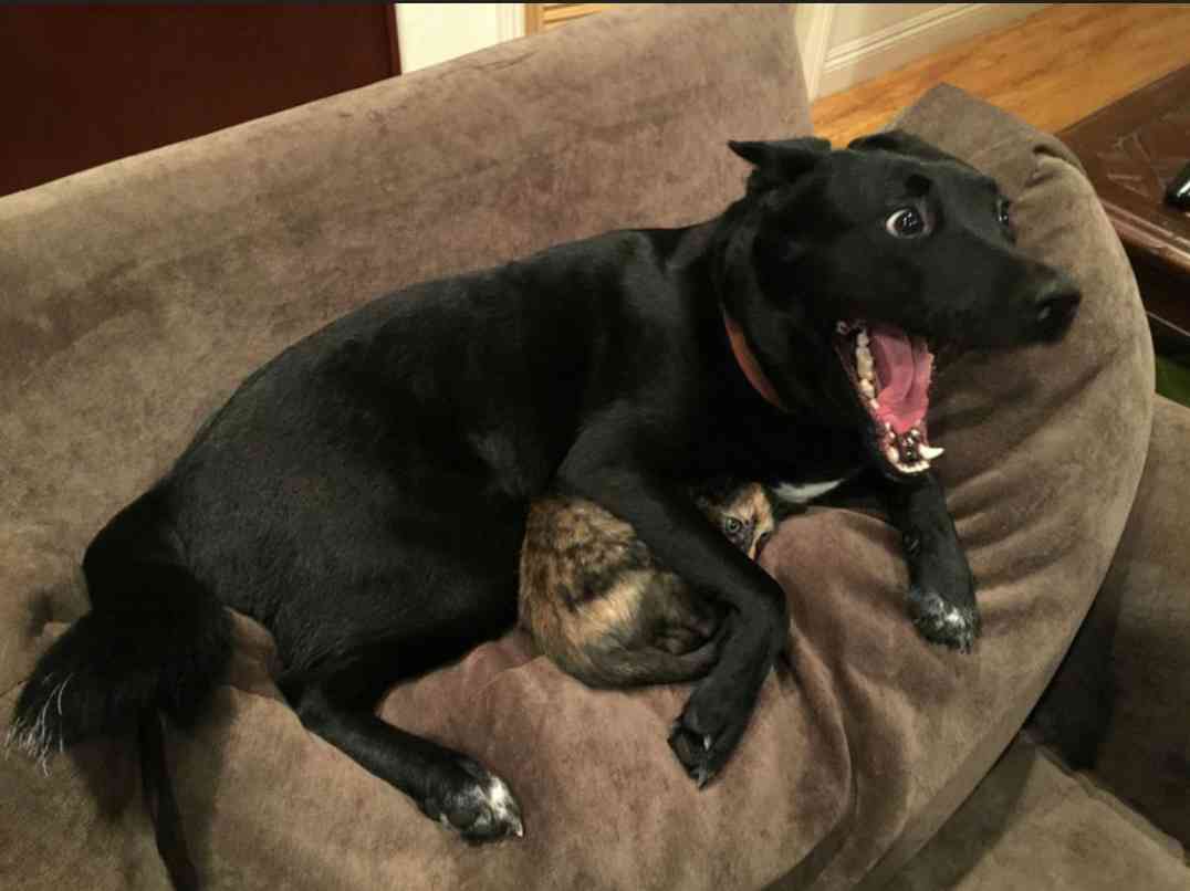 私の愛犬のカワイイところ!