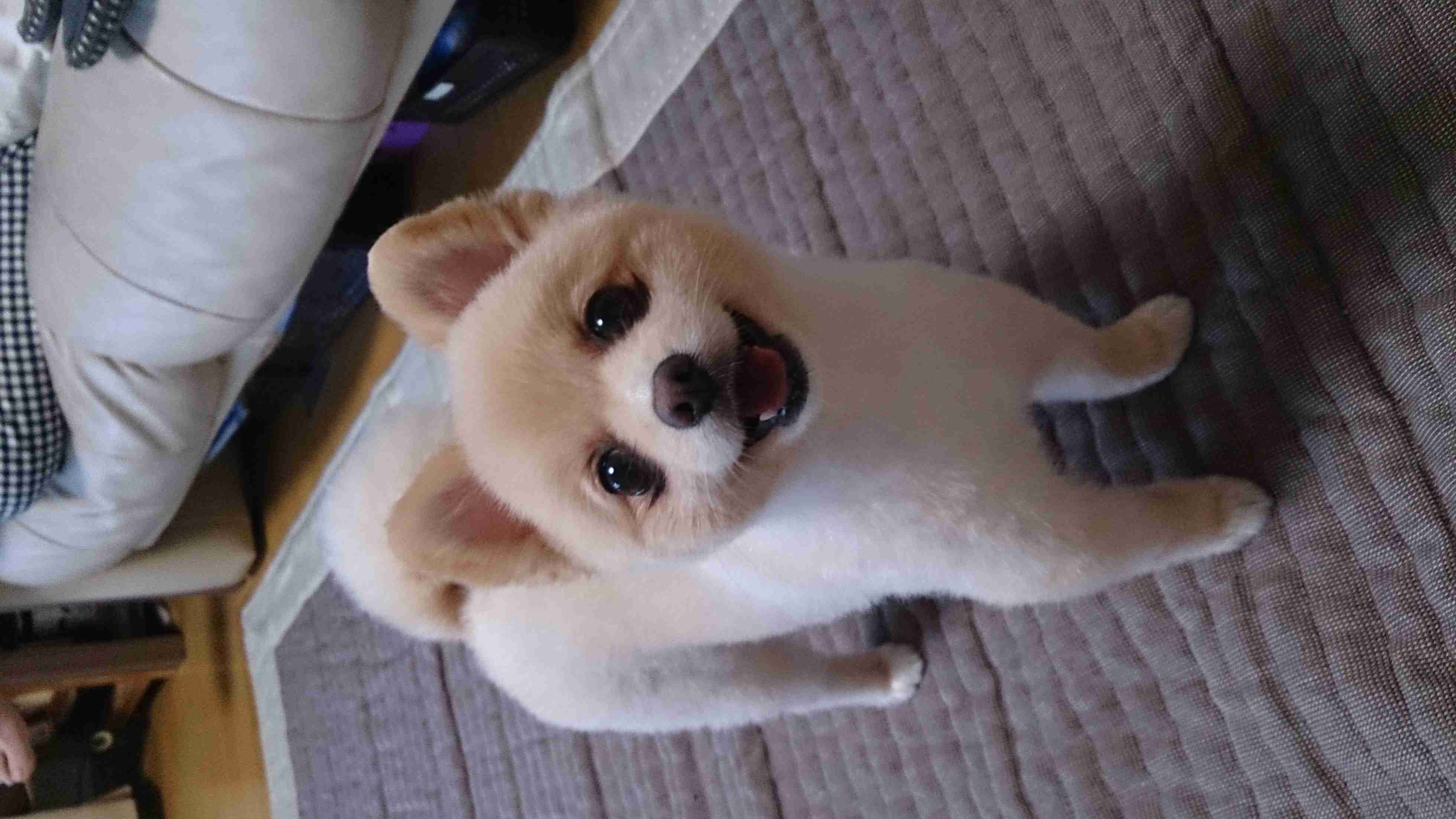 私の愛犬のカワイイところ!