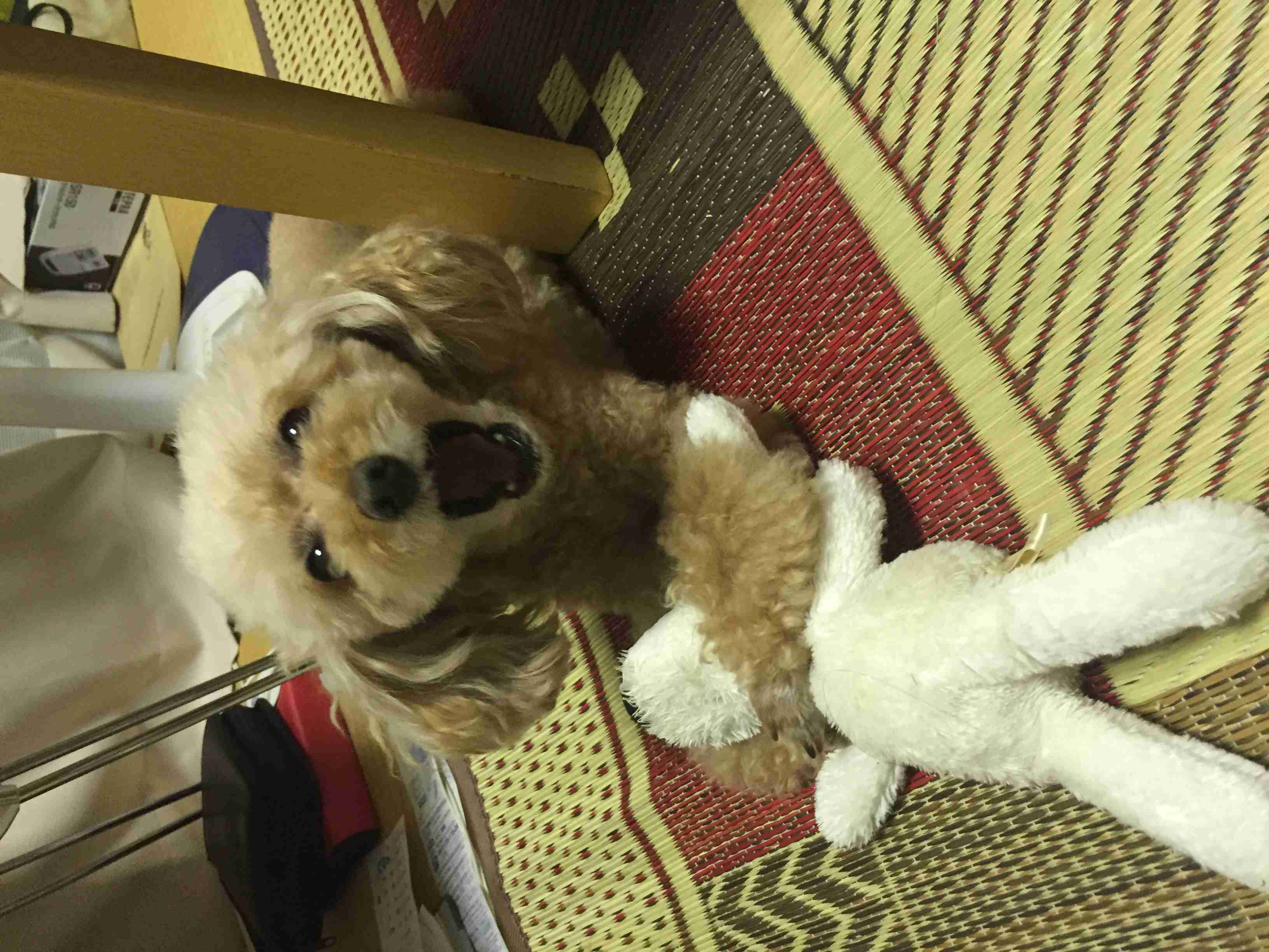 私の愛犬のカワイイところ!