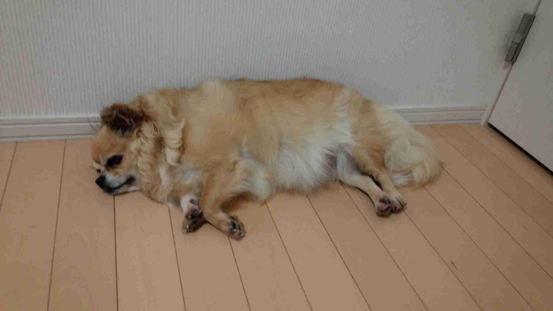 私の愛犬のカワイイところ!