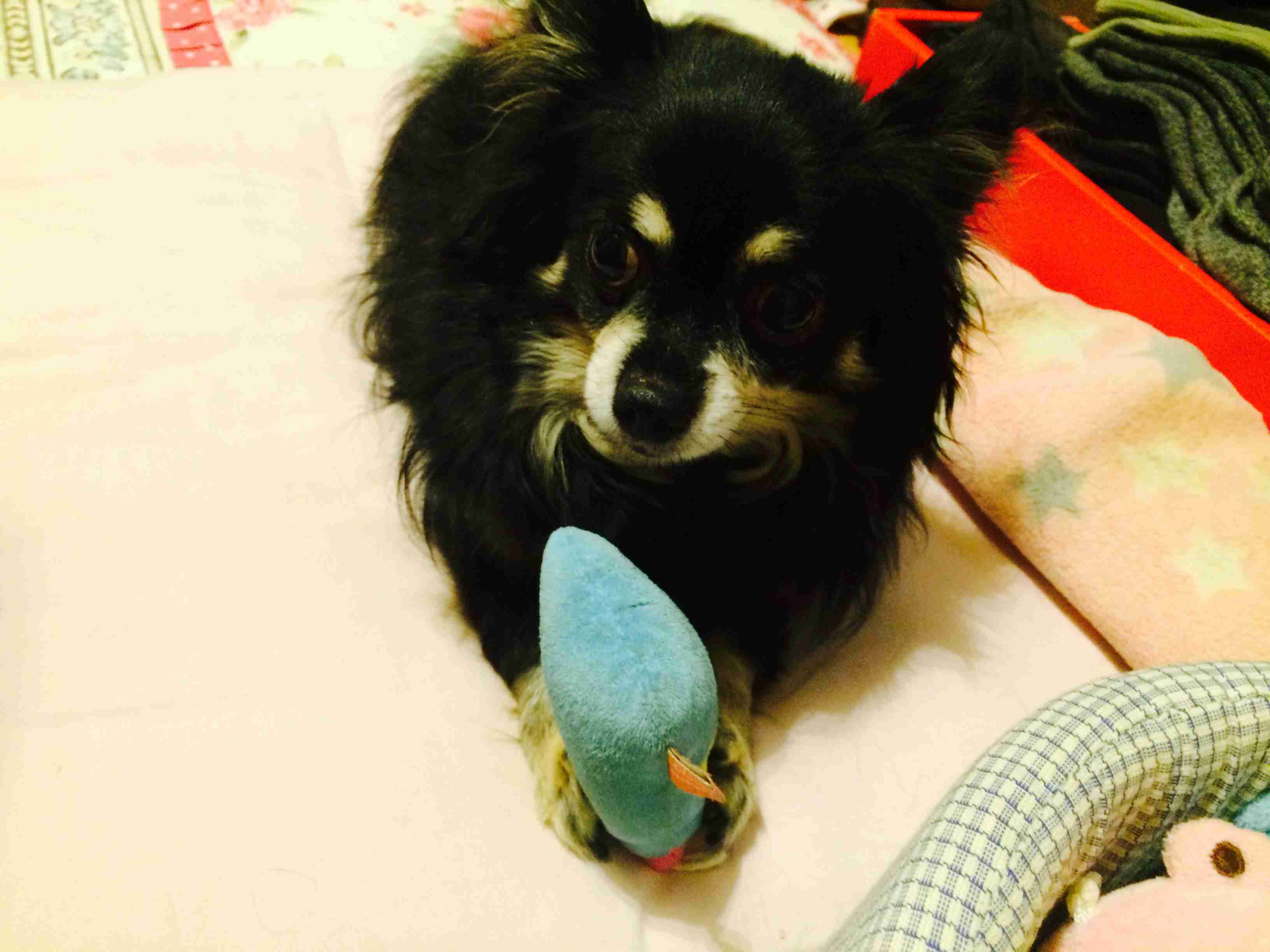 私の愛犬のカワイイところ!