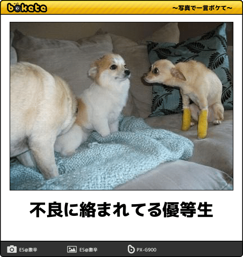 見たい動画や画像をリクエストすると優しい人が貼ってくれるトピ