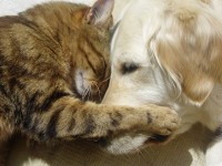 見たい動画や画像をリクエストすると優しい人が貼ってくれるトピ