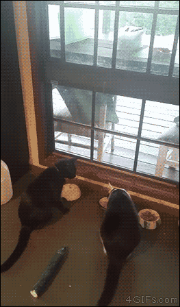 見たい動画や画像をリクエストすると優しい人が貼ってくれるトピ