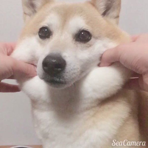 見たい動画や画像をリクエストすると優しい人が貼ってくれるトピ