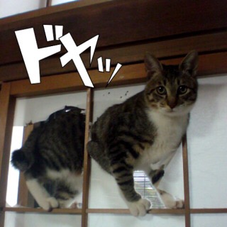 【動物限定】決め顔コレクション