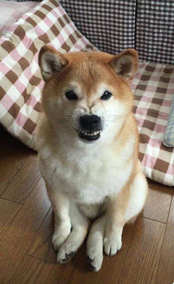 【動物限定】決め顔コレクション