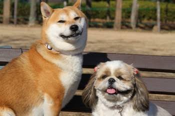 【動物限定】決め顔コレクション