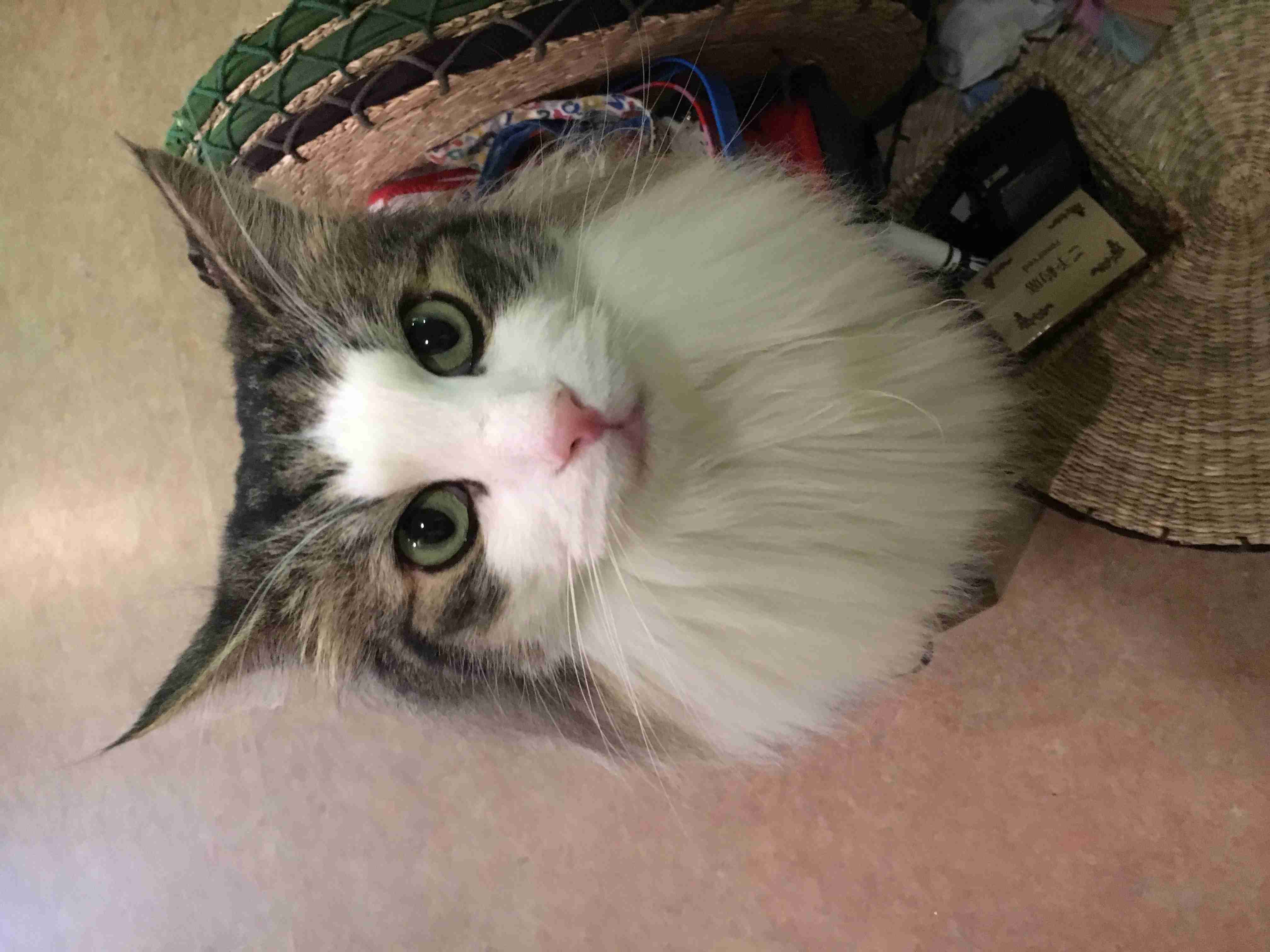 【動物限定】決め顔コレクション