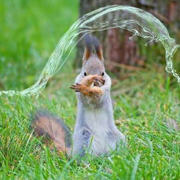 【動物限定】決め顔コレクション
