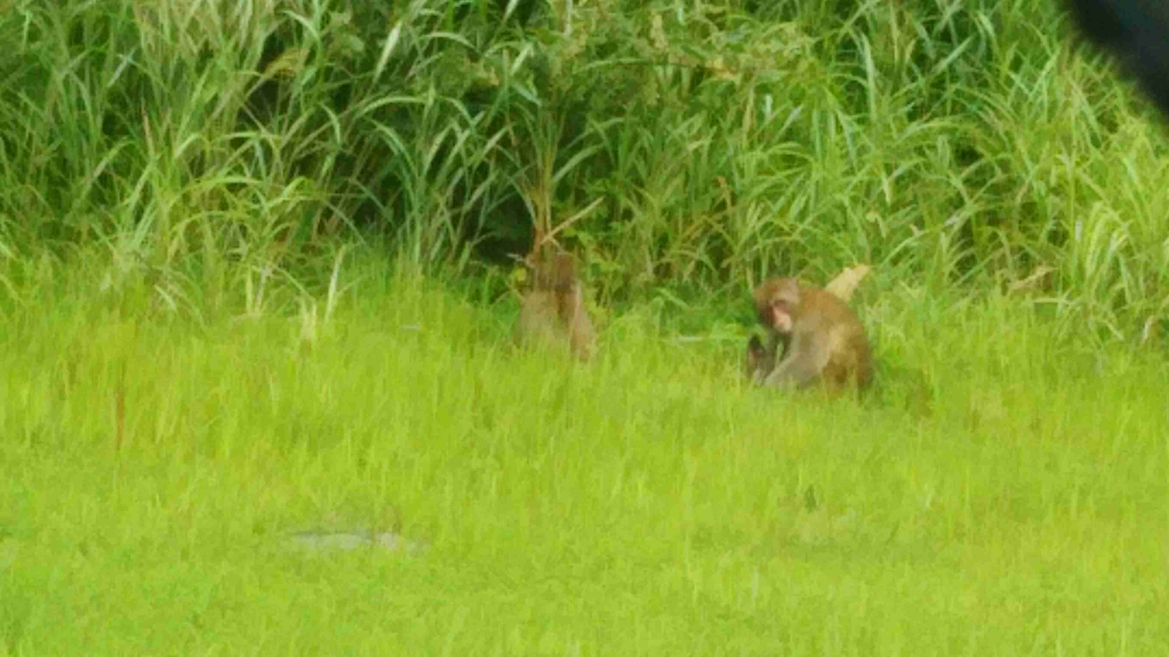 【動物限定】決め顔コレクション