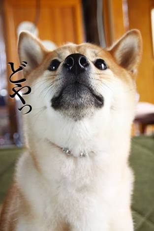 【動物限定】決め顔コレクション