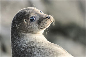 【動物限定】決め顔コレクション