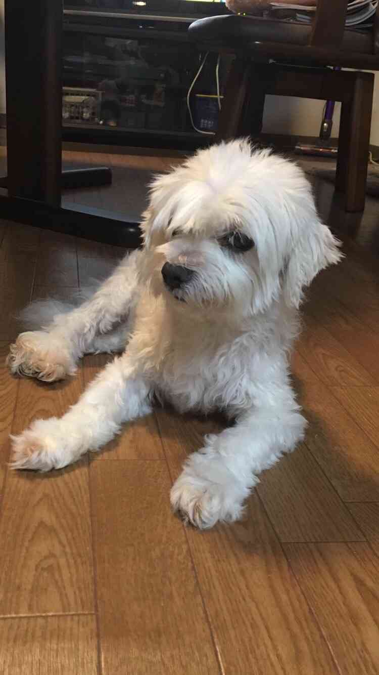 【動物限定】決め顔コレクション