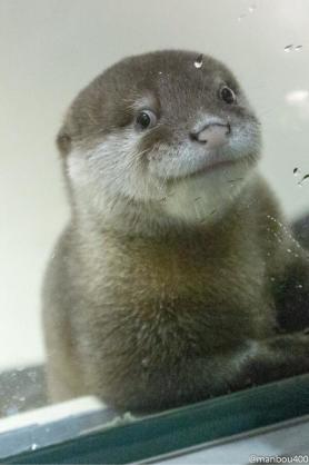【動物限定】決め顔コレクション