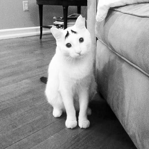 猫を拾ったのですが、どうぞご教示ください。