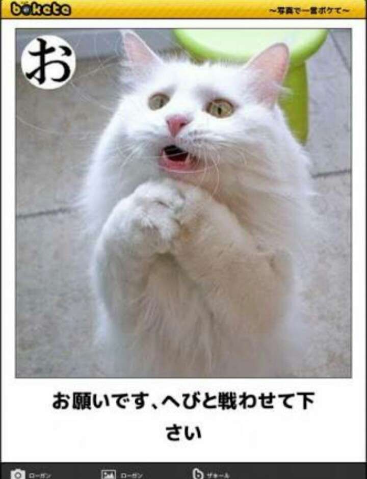猫を拾ったのですが、どうぞご教示ください。