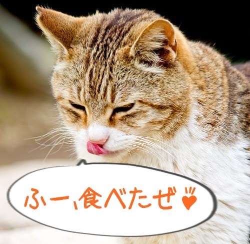 猫を拾ったのですが、どうぞご教示ください。