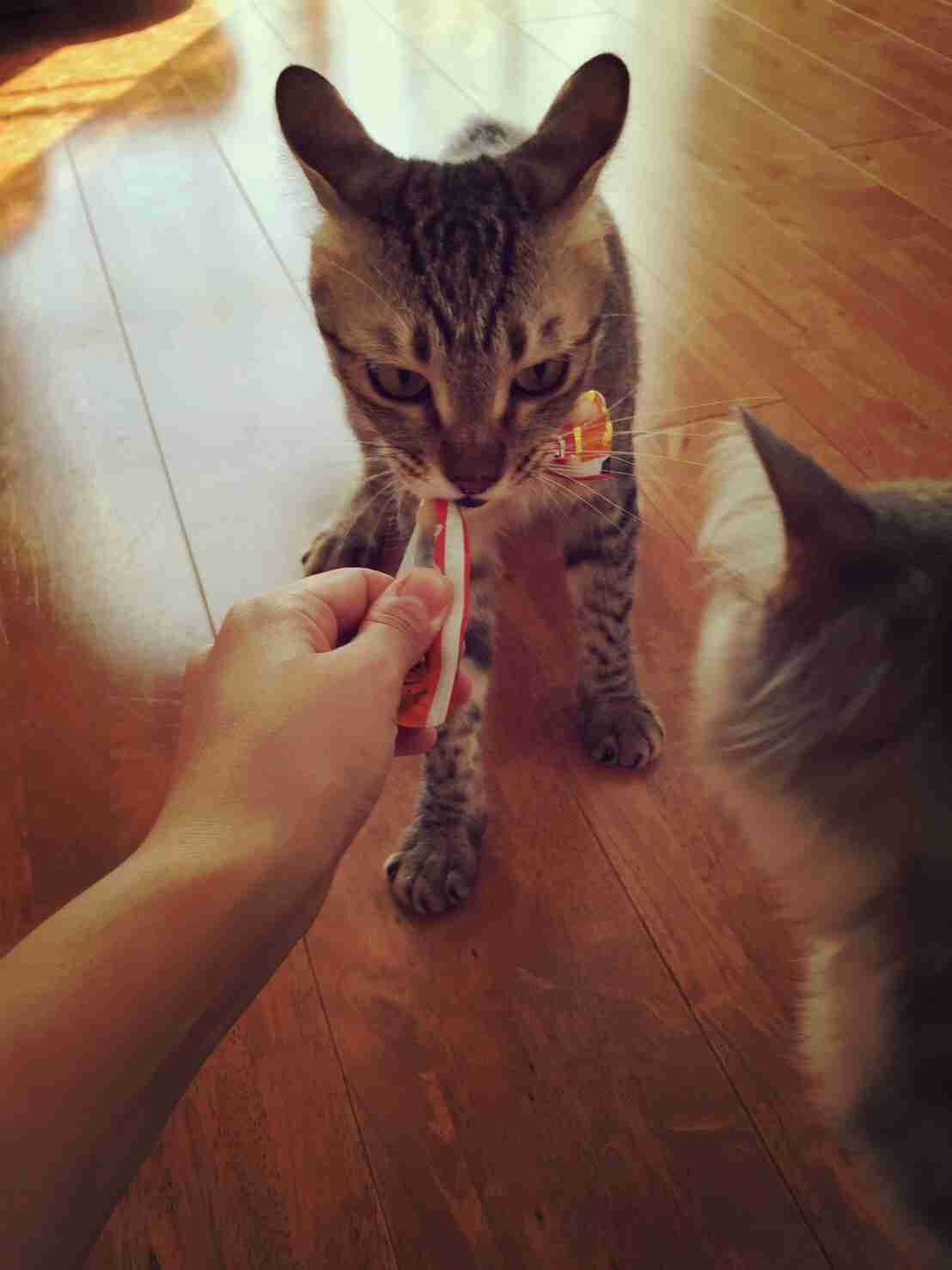 猫を拾ったのですが、どうぞご教示ください。