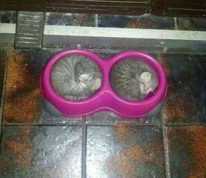 猫を拾ったのですが、どうぞご教示ください。