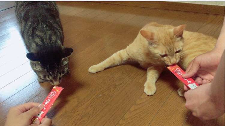 猫を拾ったのですが、どうぞご教示ください。