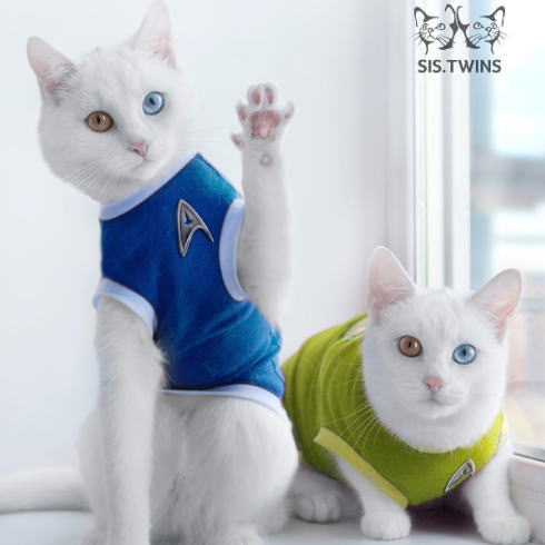 猫を拾ったのですが、どうぞご教示ください。