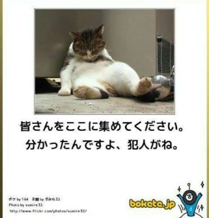 猫を拾ったのですが、どうぞご教示ください。