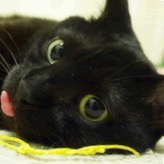 猫を拾ったのですが、どうぞご教示ください。