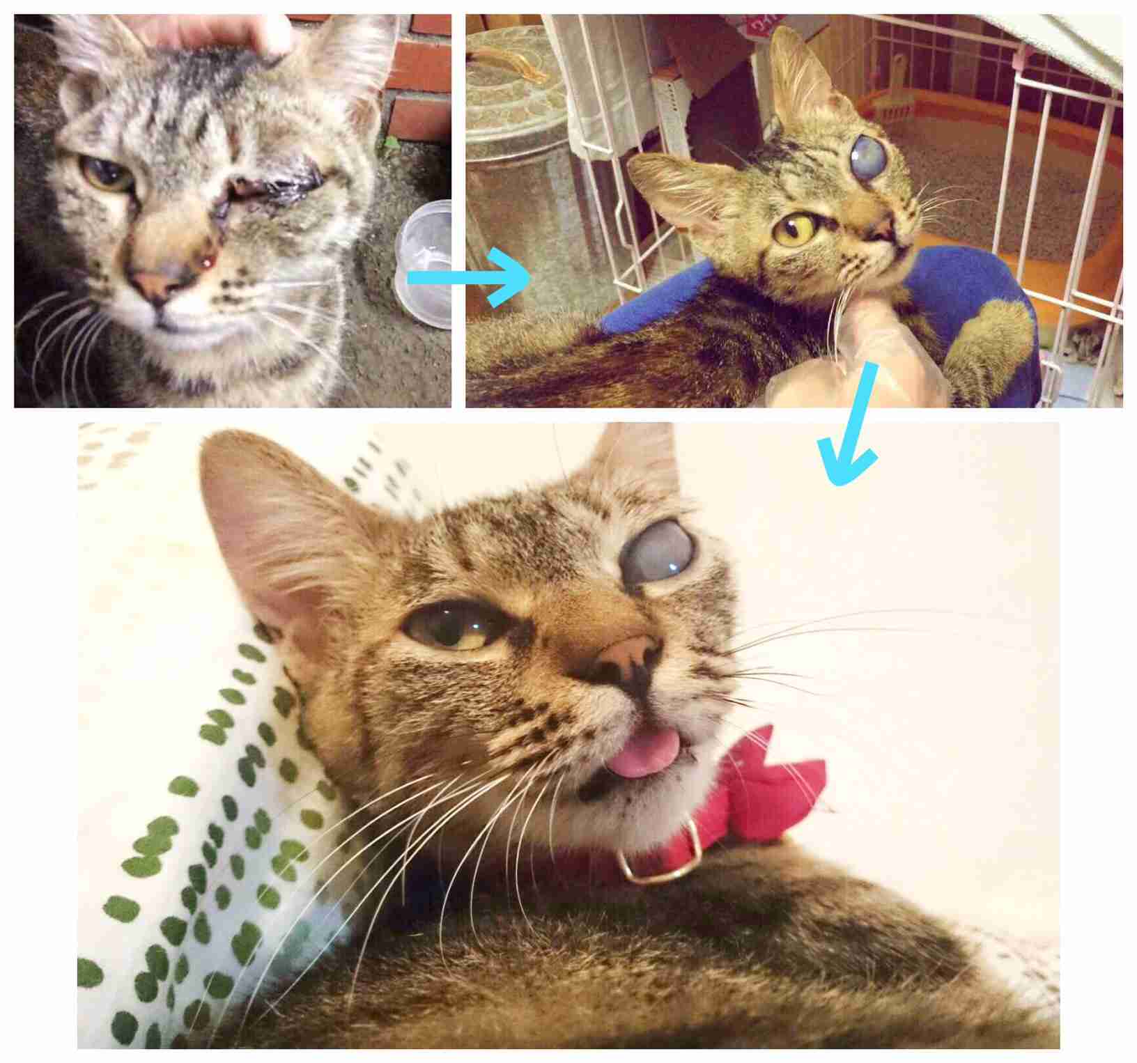 猫を拾ったのですが、どうぞご教示ください。
