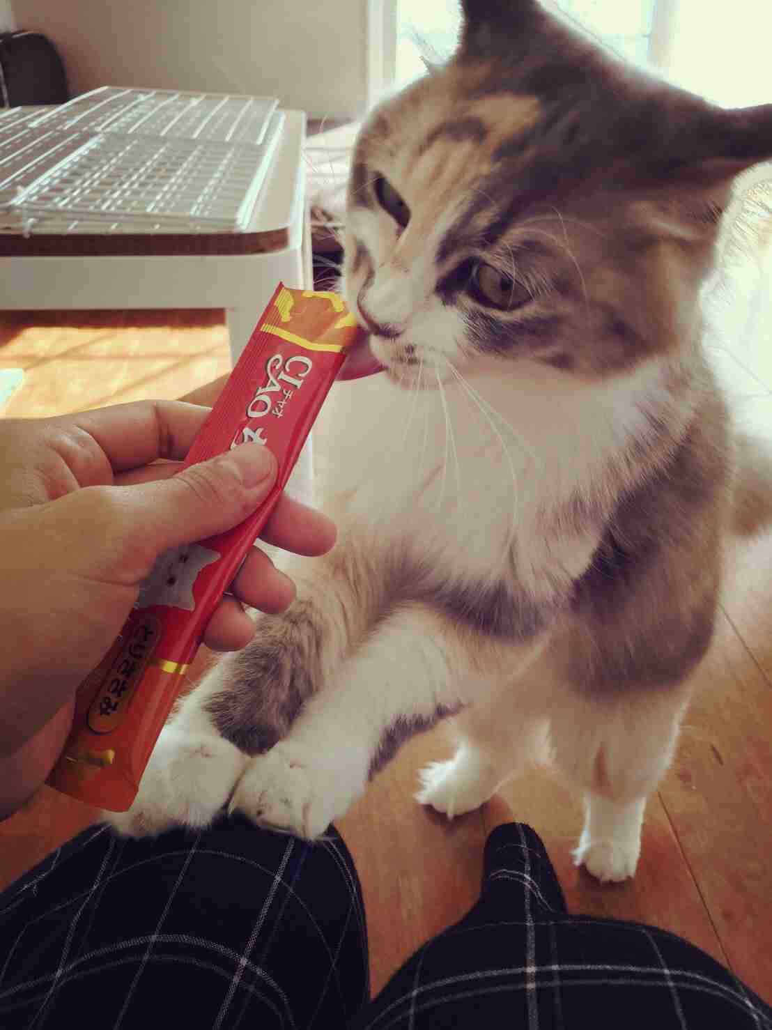 猫を拾ったのですが、どうぞご教示ください。