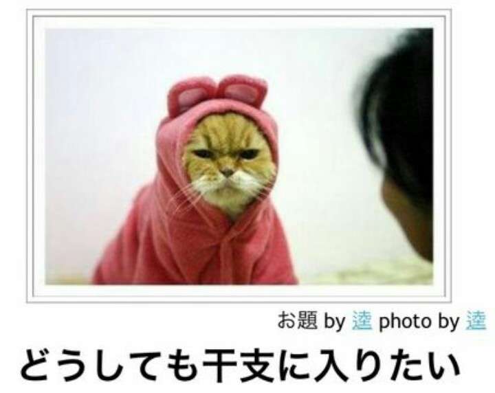 猫を拾ったのですが、どうぞご教示ください。
