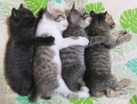 猫を拾ったのですが、どうぞご教示ください。