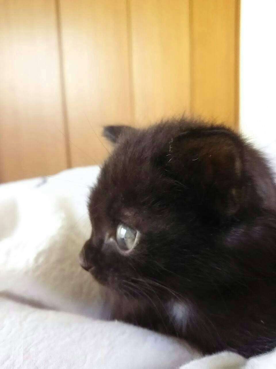 猫を拾ったのですが、どうぞご教示ください。