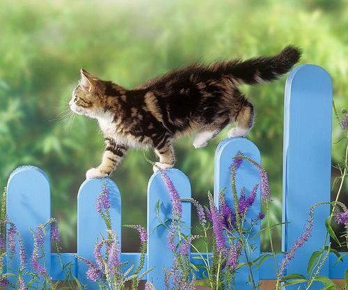 猫を拾ったのですが、どうぞご教示ください。