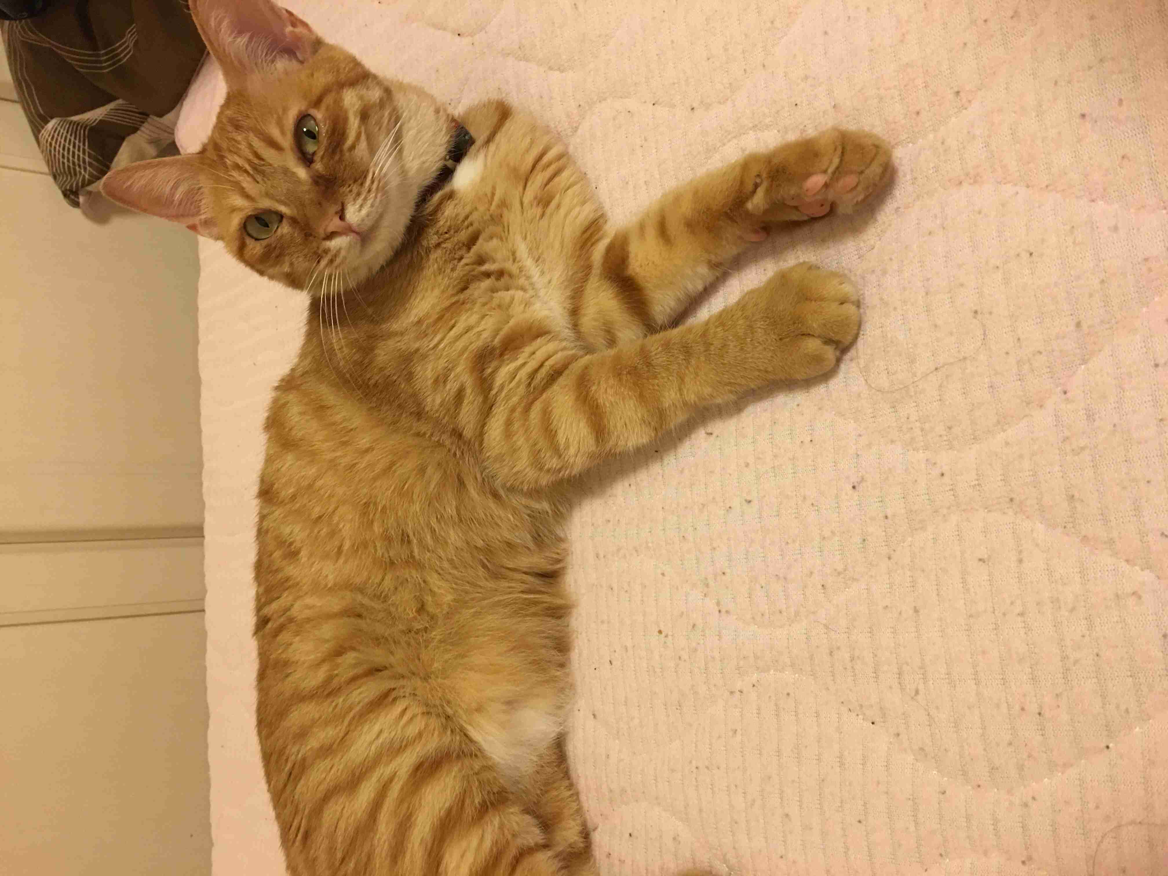 猫を拾ったのですが、どうぞご教示ください。