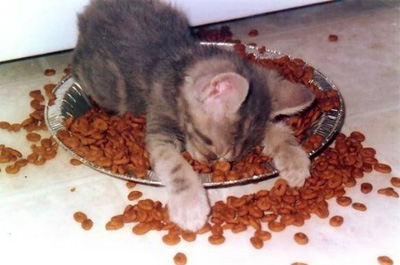 猫を拾ったのですが、どうぞご教示ください。
