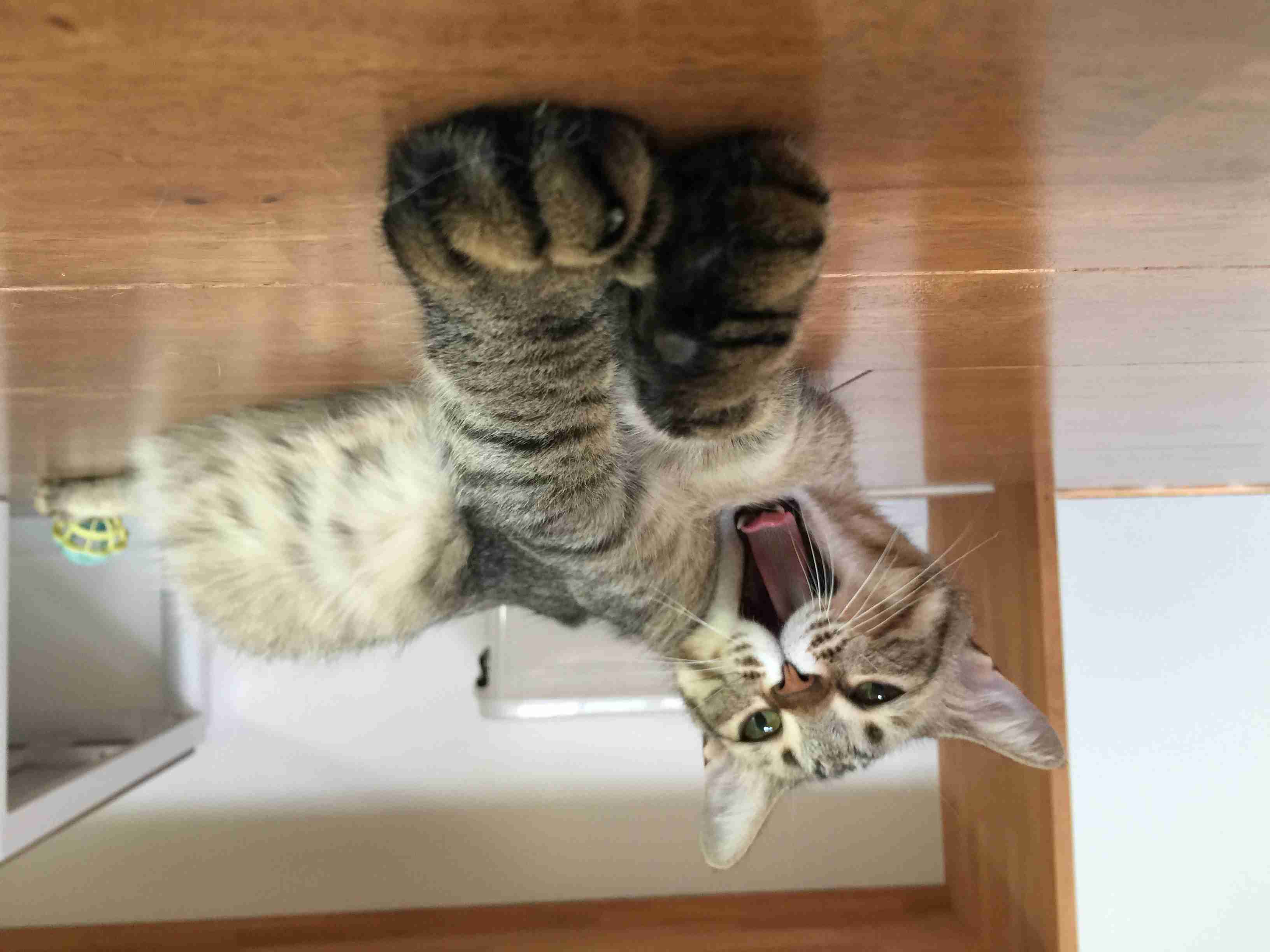 猫を拾ったのですが、どうぞご教示ください。