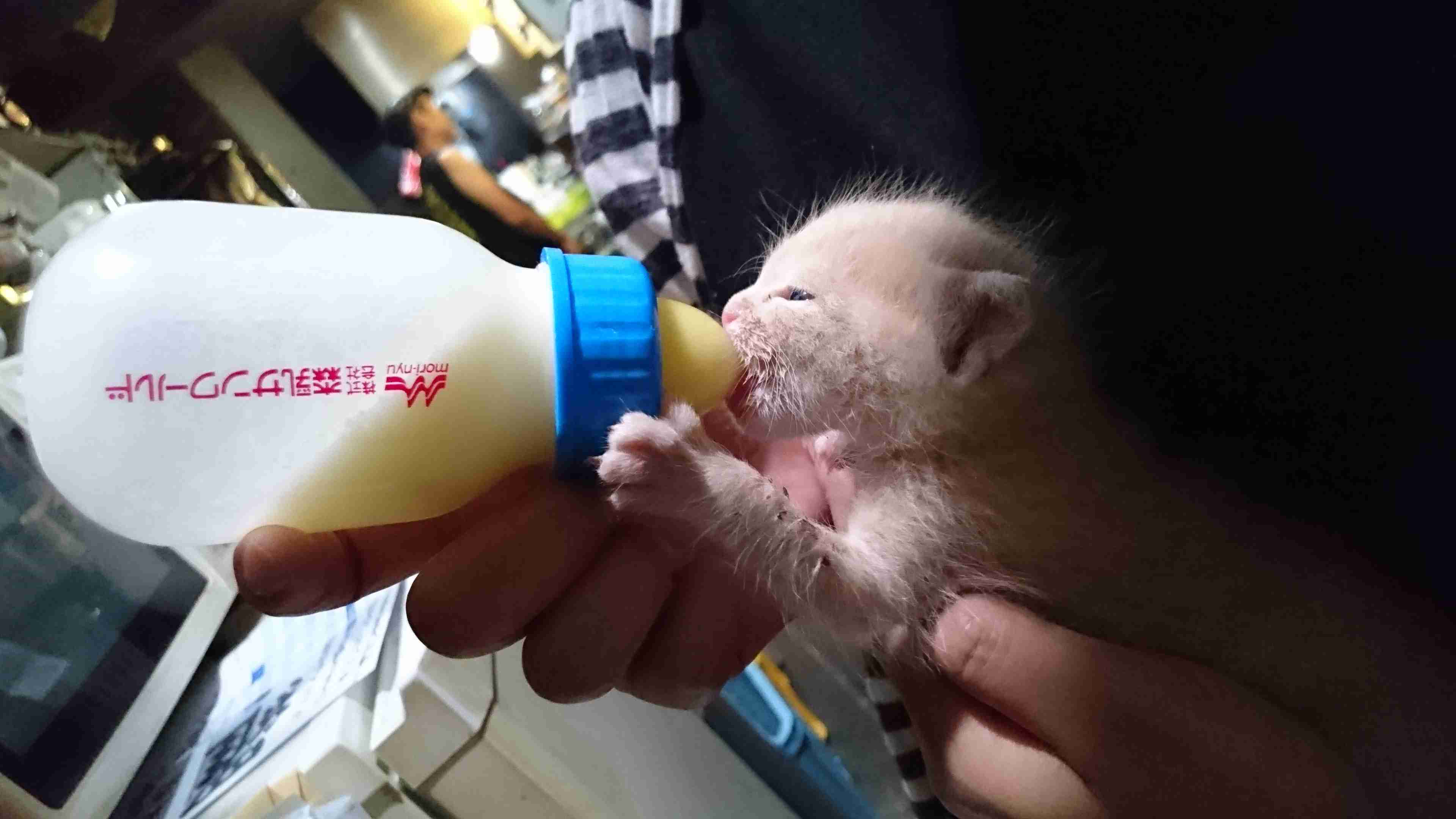 猫を拾ったのですが、どうぞご教示ください。