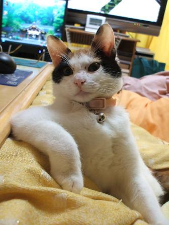 猫を拾ったのですが、どうぞご教示ください。