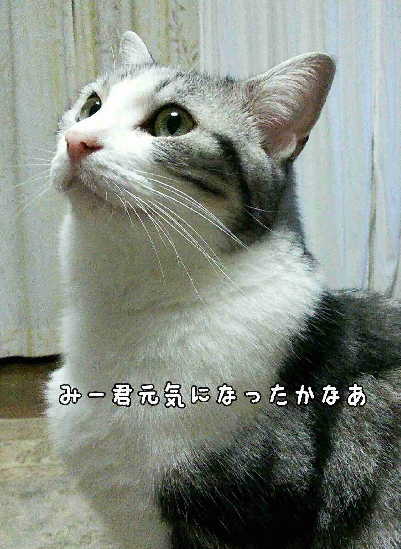 猫を拾ったのですが、どうぞご教示ください。