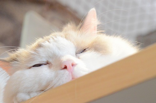 猫を拾ったのですが、どうぞご教示ください。