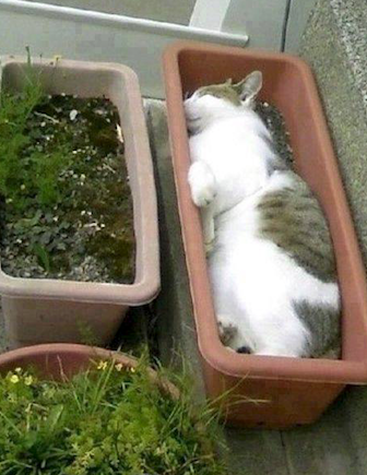猫を拾ったのですが、どうぞご教示ください。