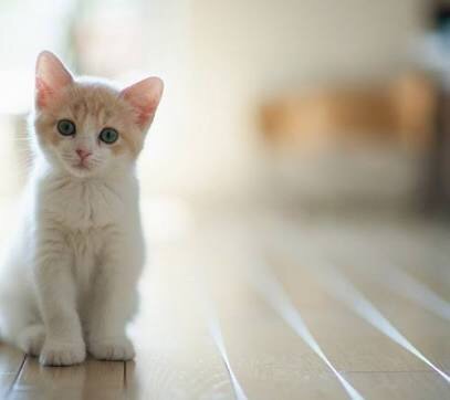 猫を拾ったのですが、どうぞご教示ください。