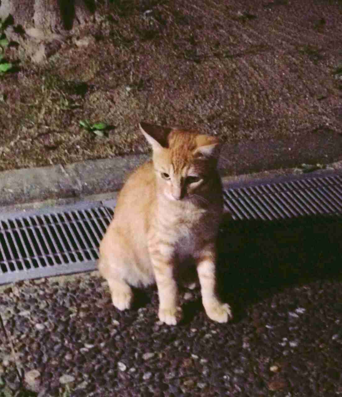 猫を拾ったのですが、どうぞご教示ください。