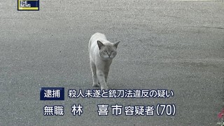 猫を拾ったのですが、どうぞご教示ください。
