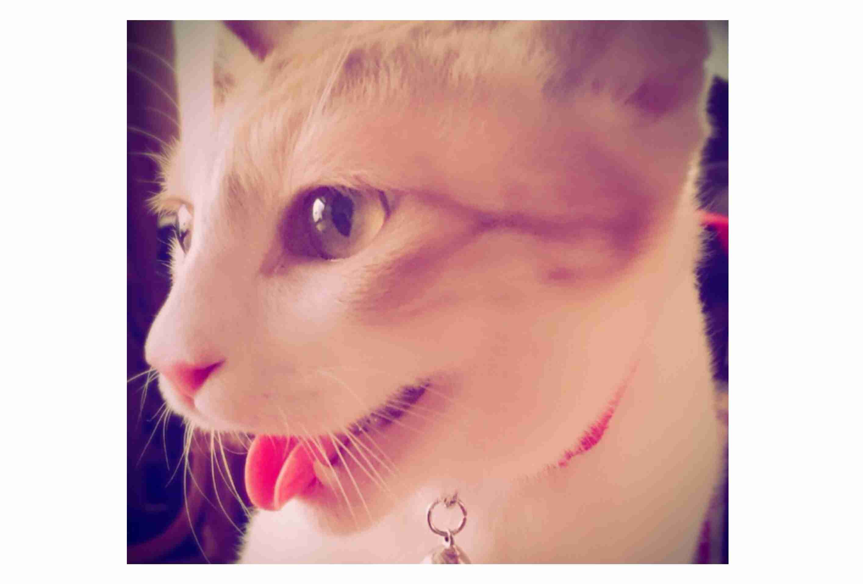 猫を拾ったのですが、どうぞご教示ください。